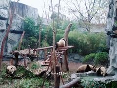 景点-成都大熊猫繁育研究基地