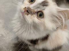 -楼上猫咖(罗湖店)