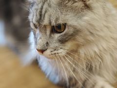-滚猫咖啡·猫咖·猫友好撸猫(未来城店)