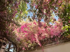 -深圳国际园林花卉博览园