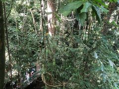 -西双版纳原始森林公园