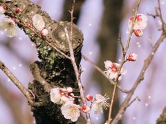 -梅花山(明孝陵内)
