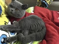 -喵zoo家庭繁育猫舍(尖东智能花园店)