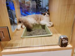 -屋虎猫馆(宝安大仟里店)