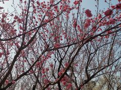 -无锡梅园公园