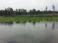 android_upload_pic-呈贡滇池生态湿地公园