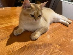 -猫小院猫主题餐厅(三里屯店)