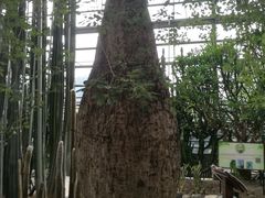 -南山植物园