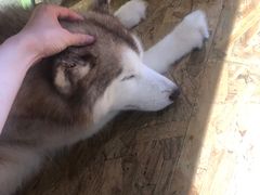 -Husky Go! 哈士奇体验馆·宠物咖啡厅狗咖