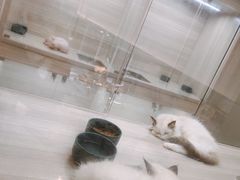 -飞行喵MR PILOT|猫舍·猫咖(静安大融城店)