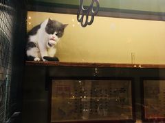 -猫咪博物馆(顶澳仔猫街店)