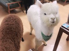 -猫色咖啡·猫咖