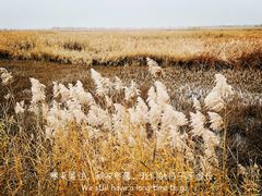 -野鸭湖国家湿地公园