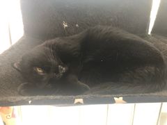 -我爱猫咪·猫咖·狗咖·安哥拉兔·羊驼咖(小寨华旗店)