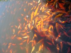 -西湖外事游船(花港观鱼码头)