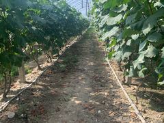 -马陆小张葡萄园农家乐