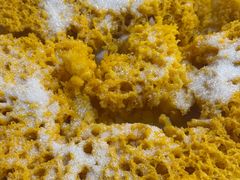 爆炸玉米-蒲氏烤鸭(百寿路店)