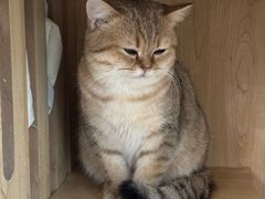 -共舞时光猫咖·狗咖(新街口店)