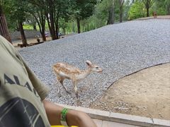 -北京野生动物园