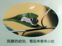 -上海昆虫博物馆