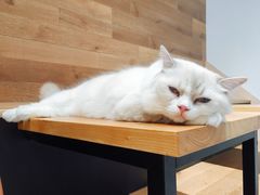 -瞄一喵猫咖(格力海岸店)
