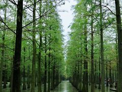-泗洪洪泽湖湿地景区
