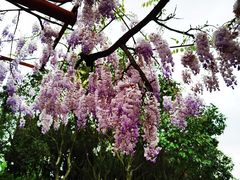 -嘉定紫藤园