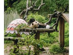 -广州长隆野生动物世界