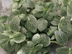 -啊噗吐呦现场烘焙(麦凯乐店)