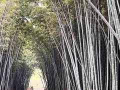 -同里国家湿地公园
