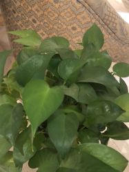 -北京俪婴妇产医院(朝阳大悦城店)