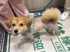 -艾贝尔宠物医院 ·内科全科(梁溪路店)