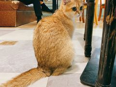 -猫小院猫主题餐厅(三里屯店)
