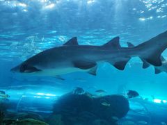 -瑞普利水族馆