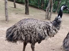 -青藏高原野生动物园
