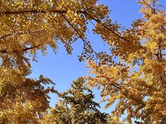 -三里屯东五街银杏大道