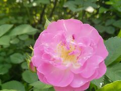 -桃花岛景观公园