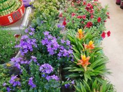 -双季花艺园艺市场(浦东店)