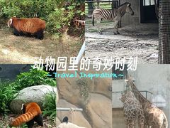-成都动物园