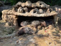 -海南热带野生动植物园