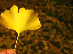 -三里屯东五街银杏大道