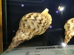 -青岛贝壳博物馆