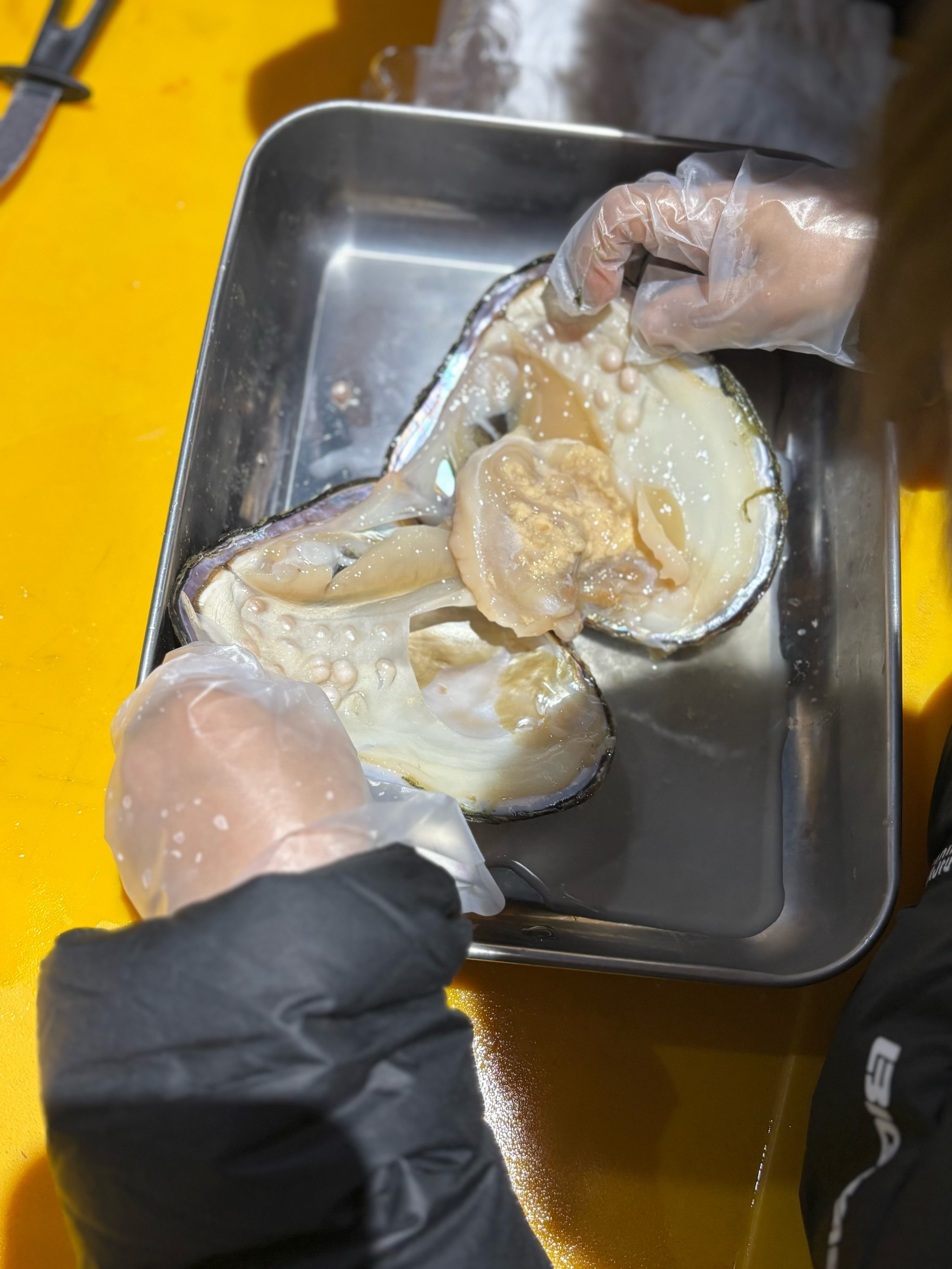 北京昌平遛娃好去处～室内赶海➕开蚌取珍珠