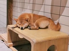 -柴迷FANS CLUB·柴犬狗咖·猫咖