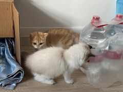 -猫十亿·布偶金渐层·曼基康矮脚猫舍(青年路店)