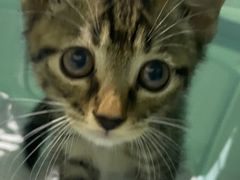 -艾贝尔宠物医院·24H转诊中心·肿瘤猫专科(江宁双龙店)
