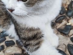 -喵屿·大理花园猫咖