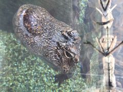 鳄鱼-河川生态园