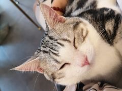 -飞行喵MR PILOT|猫舍·猫咖(静安大融城店)