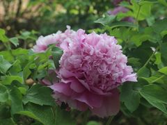 -洛阳郁金香牡丹园